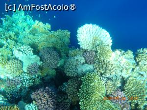 [P22] Rixos Radamis Tirana - la snorkeling » foto by nicole33
 - 
<span class="allrVoted glyphicon glyphicon-heart hidden" id="av1510882"></span>
<a class="m-l-10 hidden" id="sv1510882" onclick="voting_Foto_DelVot(,1510882,29204)" role="button">șterge vot <span class="glyphicon glyphicon-remove"></span></a>
<a id="v91510882" class=" c-red"  onclick="voting_Foto_SetVot(1510882)" role="button"><span class="glyphicon glyphicon-heart-empty"></span> <b>LIKE</b> = Votează poza</a> <img class="hidden"  id="f1510882W9" src="/imagini/loader.gif" border="0" /><span class="AjErrMes hidden" id="e1510882ErM"></span>