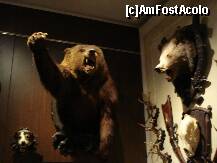 [P16] Sibiu - Muzeul de vanatoare -sala cu vanat mare » foto by Diaura*
 - 
<span class="allrVoted glyphicon glyphicon-heart hidden" id="av283954"></span>
<a class="m-l-10 hidden" id="sv283954" onclick="voting_Foto_DelVot(,283954,29226)" role="button">șterge vot <span class="glyphicon glyphicon-remove"></span></a>
<a id="v9283954" class=" c-red"  onclick="voting_Foto_SetVot(283954)" role="button"><span class="glyphicon glyphicon-heart-empty"></span> <b>LIKE</b> = Votează poza</a> <img class="hidden"  id="f283954W9" src="/imagini/loader.gif" border="0" /><span class="AjErrMes hidden" id="e283954ErM"></span>