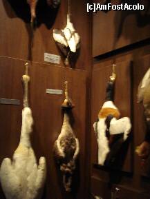 [P09] Sibiu - Muzeul de vanatoare » foto by Diaura*
 - 
<span class="allrVoted glyphicon glyphicon-heart hidden" id="av283947"></span>
<a class="m-l-10 hidden" id="sv283947" onclick="voting_Foto_DelVot(,283947,29226)" role="button">șterge vot <span class="glyphicon glyphicon-remove"></span></a>
<a id="v9283947" class=" c-red"  onclick="voting_Foto_SetVot(283947)" role="button"><span class="glyphicon glyphicon-heart-empty"></span> <b>LIKE</b> = Votează poza</a> <img class="hidden"  id="f283947W9" src="/imagini/loader.gif" border="0" /><span class="AjErrMes hidden" id="e283947ErM"></span>