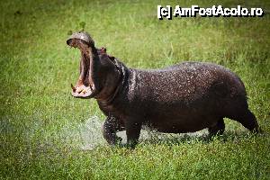 [P19] Hippo » foto by christian26ro
 - 
<span class="allrVoted glyphicon glyphicon-heart hidden" id="av409278"></span>
<a class="m-l-10 hidden" id="sv409278" onclick="voting_Foto_DelVot(,409278,29229)" role="button">șterge vot <span class="glyphicon glyphicon-remove"></span></a>
<a id="v9409278" class=" c-red"  onclick="voting_Foto_SetVot(409278)" role="button"><span class="glyphicon glyphicon-heart-empty"></span> <b>LIKE</b> = Votează poza</a> <img class="hidden"  id="f409278W9" src="/imagini/loader.gif" border="0" /><span class="AjErrMes hidden" id="e409278ErM"></span>