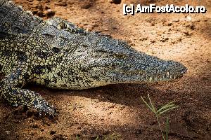 [P31] Crocodil de Nil, in parcul national Chobe. Sunt raspanditi in toata Africa. Cel mai mare pe care l-am vazut avea aprox 2 metri.  » foto by christian26ro
 - 
<span class="allrVoted glyphicon glyphicon-heart hidden" id="av409290"></span>
<a class="m-l-10 hidden" id="sv409290" onclick="voting_Foto_DelVot(,409290,29229)" role="button">șterge vot <span class="glyphicon glyphicon-remove"></span></a>
<a id="v9409290" class=" c-red"  onclick="voting_Foto_SetVot(409290)" role="button"><span class="glyphicon glyphicon-heart-empty"></span> <b>LIKE</b> = Votează poza</a> <img class="hidden"  id="f409290W9" src="/imagini/loader.gif" border="0" /><span class="AjErrMes hidden" id="e409290ErM"></span>