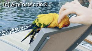 [P35] papagalul Zefir » foto by elenaadina
 - 
<span class="allrVoted glyphicon glyphicon-heart hidden" id="av1518338"></span>
<a class="m-l-10 hidden" id="sv1518338" onclick="voting_Foto_DelVot(,1518338,29256)" role="button">șterge vot <span class="glyphicon glyphicon-remove"></span></a>
<a id="v91518338" class=" c-red"  onclick="voting_Foto_SetVot(1518338)" role="button"><span class="glyphicon glyphicon-heart-empty"></span> <b>LIKE</b> = Votează poza</a> <img class="hidden"  id="f1518338W9" src="/imagini/loader.gif" border="0" /><span class="AjErrMes hidden" id="e1518338ErM"></span>