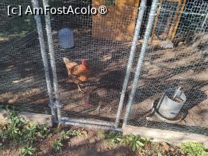 [P23] Găinușele în căsuța lor » foto by crismis
 - 
<span class="allrVoted glyphicon glyphicon-heart hidden" id="av1522451"></span>
<a class="m-l-10 hidden" id="sv1522451" onclick="voting_Foto_DelVot(,1522451,29284)" role="button">șterge vot <span class="glyphicon glyphicon-remove"></span></a>
<a id="v91522451" class=" c-red"  onclick="voting_Foto_SetVot(1522451)" role="button"><span class="glyphicon glyphicon-heart-empty"></span> <b>LIKE</b> = Votează poza</a> <img class="hidden"  id="f1522451W9" src="/imagini/loader.gif" border="0" /><span class="AjErrMes hidden" id="e1522451ErM"></span>