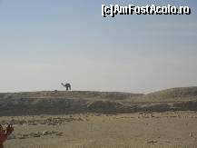 [P12] de jur imprejur nisip ..si camila ce asteapta rabdatoare » foto by nicoletass
 - 
<span class="allrVoted glyphicon glyphicon-heart hidden" id="av222245"></span>
<a class="m-l-10 hidden" id="sv222245" onclick="voting_Foto_DelVot(,222245,29302)" role="button">șterge vot <span class="glyphicon glyphicon-remove"></span></a>
<a id="v9222245" class=" c-red"  onclick="voting_Foto_SetVot(222245)" role="button"><span class="glyphicon glyphicon-heart-empty"></span> <b>LIKE</b> = Votează poza</a> <img class="hidden"  id="f222245W9" src="/imagini/loader.gif" border="0" /><span class="AjErrMes hidden" id="e222245ErM"></span>