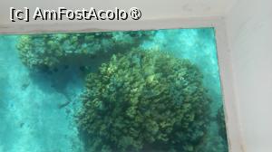 [P41] Dinarobin Beachcomber , pe barca cu fundul de sticla » foto by elenaadina
 - 
<span class="allrVoted glyphicon glyphicon-heart hidden" id="av1537423"></span>
<a class="m-l-10 hidden" id="sv1537423" onclick="voting_Foto_DelVot(,1537423,29403)" role="button">șterge vot <span class="glyphicon glyphicon-remove"></span></a>
<a id="v91537423" class=" c-red"  onclick="voting_Foto_SetVot(1537423)" role="button"><span class="glyphicon glyphicon-heart-empty"></span> <b>LIKE</b> = Votează poza</a> <img class="hidden"  id="f1537423W9" src="/imagini/loader.gif" border="0" /><span class="AjErrMes hidden" id="e1537423ErM"></span>