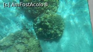 [P42] Dinarobin Beachcomber , pe barca cu fundul de sticla » foto by elenaadina
 - 
<span class="allrVoted glyphicon glyphicon-heart hidden" id="av1537424"></span>
<a class="m-l-10 hidden" id="sv1537424" onclick="voting_Foto_DelVot(,1537424,29403)" role="button">șterge vot <span class="glyphicon glyphicon-remove"></span></a>
<a id="v91537424" class=" c-red"  onclick="voting_Foto_SetVot(1537424)" role="button"><span class="glyphicon glyphicon-heart-empty"></span> <b>LIKE</b> = Votează poza</a> <img class="hidden"  id="f1537424W9" src="/imagini/loader.gif" border="0" /><span class="AjErrMes hidden" id="e1537424ErM"></span>