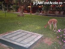 [P36] puiutul de viguna, la pascut, pe peluza din jurul piscinei » foto by grecudoina
 - 
<span class="allrVoted glyphicon glyphicon-heart hidden" id="av399286"></span>
<a class="m-l-10 hidden" id="sv399286" onclick="voting_Foto_DelVot(,399286,29418)" role="button">șterge vot <span class="glyphicon glyphicon-remove"></span></a>
<a id="v9399286" class=" c-red"  onclick="voting_Foto_SetVot(399286)" role="button"><span class="glyphicon glyphicon-heart-empty"></span> <b>LIKE</b> = Votează poza</a> <img class="hidden"  id="f399286W9" src="/imagini/loader.gif" border="0" /><span class="AjErrMes hidden" id="e399286ErM"></span>
