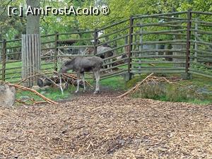 [P11] Stockholm, Skansen, Zona animalelor nordice – pădurea sălbatică, Elanul la masă » foto by mprofeanu
 - 
<span class="allrVoted glyphicon glyphicon-heart hidden" id="av1516484"></span>
<a class="m-l-10 hidden" id="sv1516484" onclick="voting_Foto_DelVot(,1516484,29431)" role="button">șterge vot <span class="glyphicon glyphicon-remove"></span></a>
<a id="v91516484" class=" c-red"  onclick="voting_Foto_SetVot(1516484)" role="button"><span class="glyphicon glyphicon-heart-empty"></span> <b>LIKE</b> = Votează poza</a> <img class="hidden"  id="f1516484W9" src="/imagini/loader.gif" border="0" /><span class="AjErrMes hidden" id="e1516484ErM"></span>