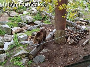 [P12] Stockholm, Skansen, Zona animalelor nordice – pădurea sălbatică » foto by mprofeanu
 - 
<span class="allrVoted glyphicon glyphicon-heart hidden" id="av1516485"></span>
<a class="m-l-10 hidden" id="sv1516485" onclick="voting_Foto_DelVot(,1516485,29431)" role="button">șterge vot <span class="glyphicon glyphicon-remove"></span></a>
<a id="v91516485" class=" c-red"  onclick="voting_Foto_SetVot(1516485)" role="button"><span class="glyphicon glyphicon-heart-empty"></span> <b>LIKE</b> = Votează poza</a> <img class="hidden"  id="f1516485W9" src="/imagini/loader.gif" border="0" /><span class="AjErrMes hidden" id="e1516485ErM"></span>