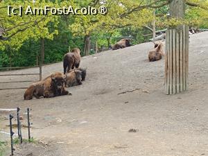 [P13] Stockholm, Skansen, Zona animalelor nordice – pădurea sălbatică » foto by mprofeanu
 - 
<span class="allrVoted glyphicon glyphicon-heart hidden" id="av1516486"></span>
<a class="m-l-10 hidden" id="sv1516486" onclick="voting_Foto_DelVot(,1516486,29431)" role="button">șterge vot <span class="glyphicon glyphicon-remove"></span></a>
<a id="v91516486" class=" c-red"  onclick="voting_Foto_SetVot(1516486)" role="button"><span class="glyphicon glyphicon-heart-empty"></span> <b>LIKE</b> = Votează poza</a> <img class="hidden"  id="f1516486W9" src="/imagini/loader.gif" border="0" /><span class="AjErrMes hidden" id="e1516486ErM"></span>