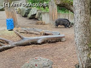 [P15] Stockholm, Skansen, Zona animalelor nordice – pădurea sălbatică » foto by mprofeanu
 - 
<span class="allrVoted glyphicon glyphicon-heart hidden" id="av1516488"></span>
<a class="m-l-10 hidden" id="sv1516488" onclick="voting_Foto_DelVot(,1516488,29431)" role="button">șterge vot <span class="glyphicon glyphicon-remove"></span></a>
<a id="v91516488" class=" c-red"  onclick="voting_Foto_SetVot(1516488)" role="button"><span class="glyphicon glyphicon-heart-empty"></span> <b>LIKE</b> = Votează poza</a> <img class="hidden"  id="f1516488W9" src="/imagini/loader.gif" border="0" /><span class="AjErrMes hidden" id="e1516488ErM"></span>