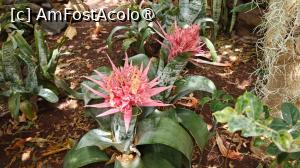[P55] Grădina tropicală a hotelului » foto by elenaadina
 - 
<span class="allrVoted glyphicon glyphicon-heart hidden" id="av1545773"></span>
<a class="m-l-10 hidden" id="sv1545773" onclick="voting_Foto_DelVot(,1545773,29450)" role="button">șterge vot <span class="glyphicon glyphicon-remove"></span></a>
<a id="v91545773" class=" c-red"  onclick="voting_Foto_SetVot(1545773)" role="button"><span class="glyphicon glyphicon-heart-empty"></span> <b>LIKE</b> = Votează poza</a> <img class="hidden"  id="f1545773W9" src="/imagini/loader.gif" border="0" /><span class="AjErrMes hidden" id="e1545773ErM"></span>